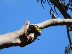 Trichoglossus moluccanus