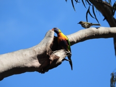 Trichoglossus moluccanus