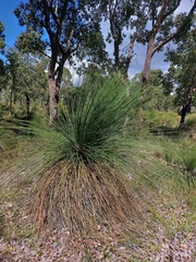 Xanthorrhoea preissii
