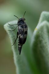 Variimorda villosa