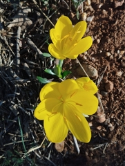 Sternbergia lutea