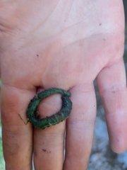 Aporrectodea smaragdina