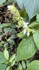 Salvia alba