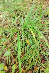 Carex pilosa