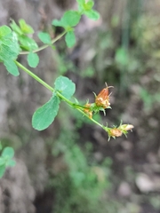Hypericum undulatum