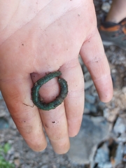 Aporrectodea smaragdina