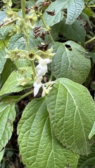 Salvia alba