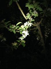 Malus