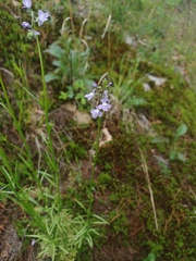Nuttallanthus canadensis