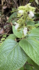 Salvia alba