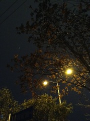 Ailanthus altissima
