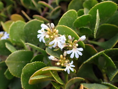 Scaevola crassifolia