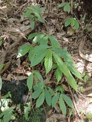 Elatostema platyphyllum
