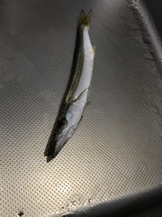 Sepioteuthis lessoniana