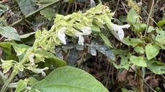 Salvia alba