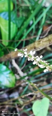 Liriope spicata