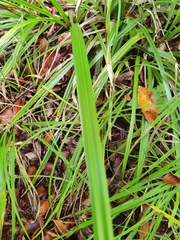 Carex pilosa
