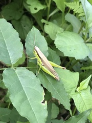 Sepioteuthis lessoniana