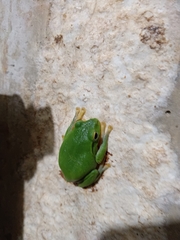 Zhangixalus taipeianus