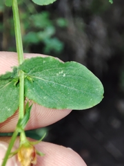 Hypericum undulatum