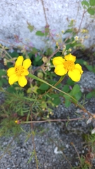 Dyssodia tagetiflora