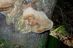 Fomitiporia hartigii