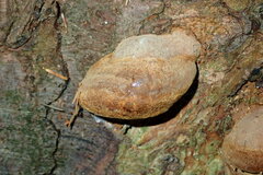 Fomitiporia hartigii