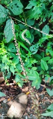 Achyranthes splendens rotundata