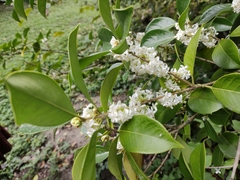 Osmanthus fragrans