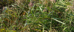 Phragmites australis