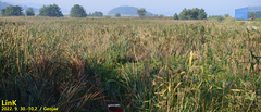Phragmites australis