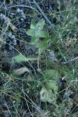 Centaurea pectinata