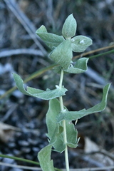 Centaurea pectinata
