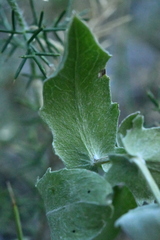 Centaurea pectinata