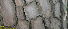 Pinus densiflora