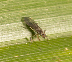 Ptilophyllodromia biroi