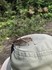 Mecopoda niponensis