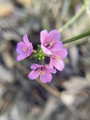 Zanthoxyloideae