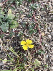 Potentilla erecta