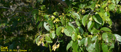 Quercus serrata