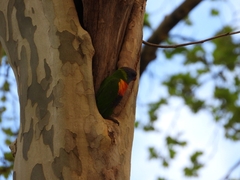Trichoglossus moluccanus