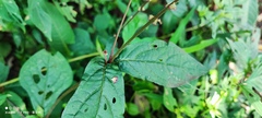 Achyranthes splendens rotundata