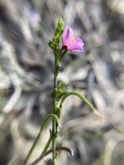 Zanthoxyloideae