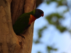 Trichoglossus moluccanus