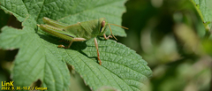 Patanga japonica
