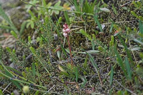hruštička menšia (Pyrola minor)