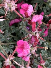 Indigofera complicata