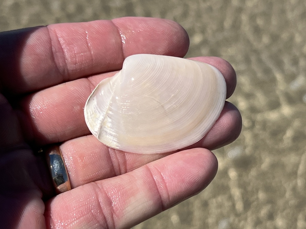 smooth duckclam