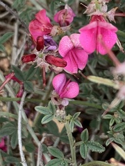 Indigofera complicata
