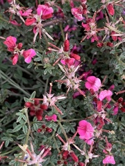 Indigofera complicata